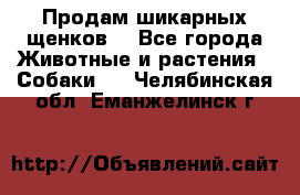 Продам шикарных щенков  - Все города Животные и растения » Собаки   . Челябинская обл.,Еманжелинск г.